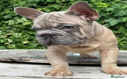 French Bulldog dogs for sale: HIGHEST QUALITY AVAILABLE  in Bexley - Image 5