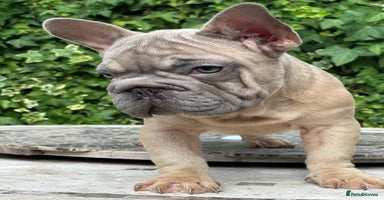 French Bulldog dogs in Bexley - Advert 15