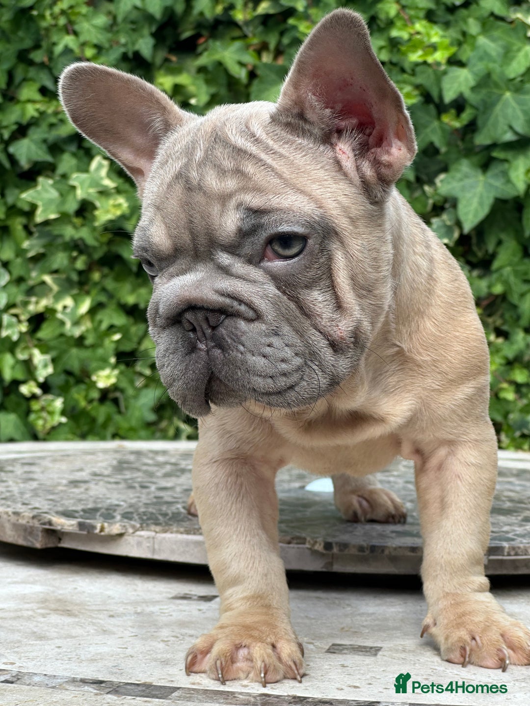 French Bulldog dogs for sale: HIGHEST QUALITY AVAILABLE  in Bexley - Image 5