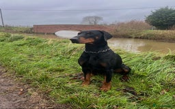 Dobermann dogs for sale: Outstanding KC Reg Dobermann puppies - Image 10