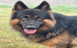 German Shepherd dogs for stud: Herman Kennel Club registered GSD-stud in Doncaster - Image 16