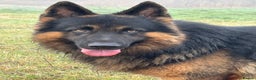 German Shepherd dogs for stud: Herman Kennel Club registered GSD-stud in Doncaster - Advert 16