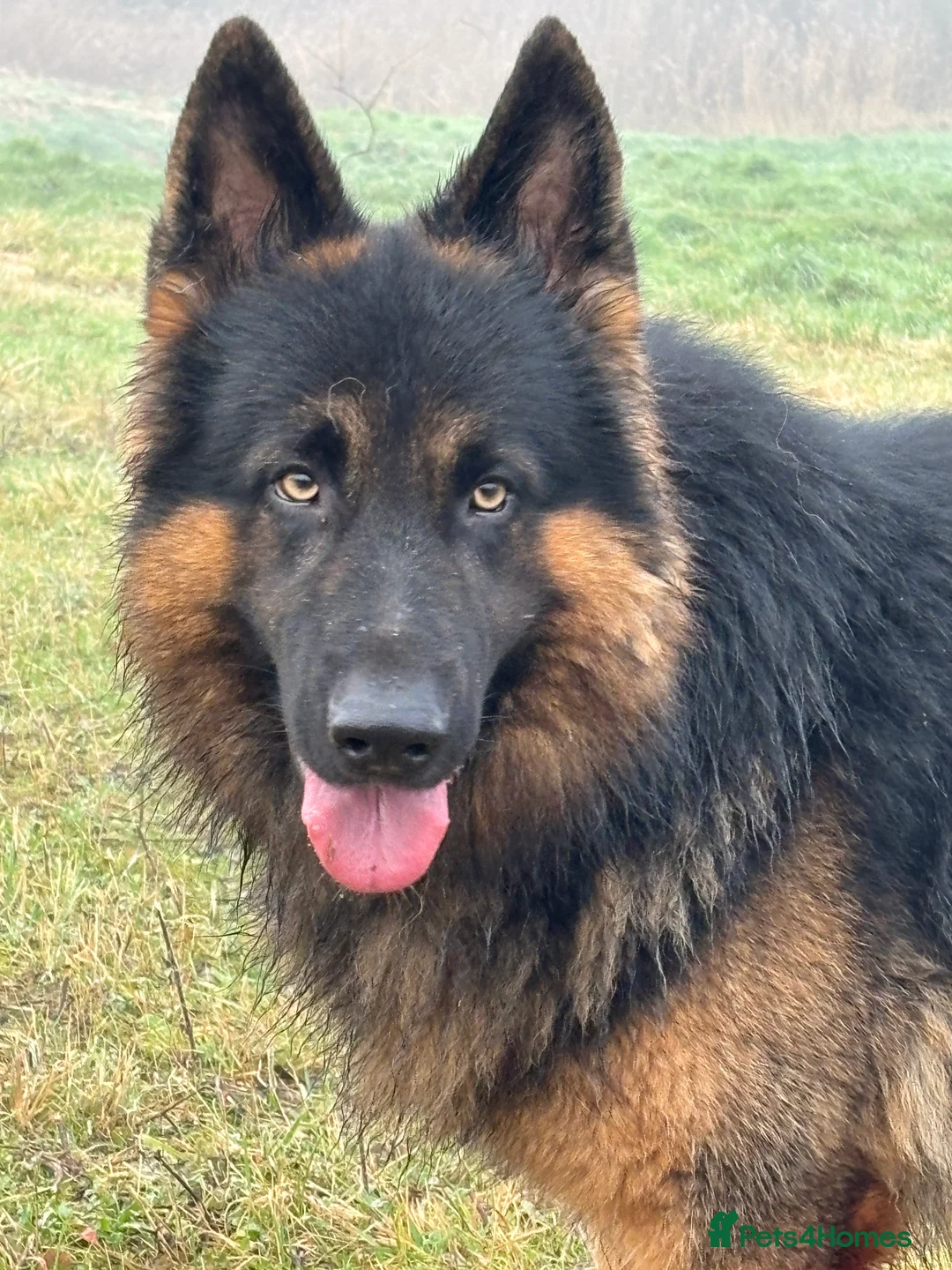 German Shepherd dogs for stud: Herman Kennel Club registered GSD-stud in Doncaster - Advert 16