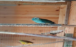 Parrots birds for sale: Beautiful bonded pair.ready.10 mnths old.nr watton - Image 4