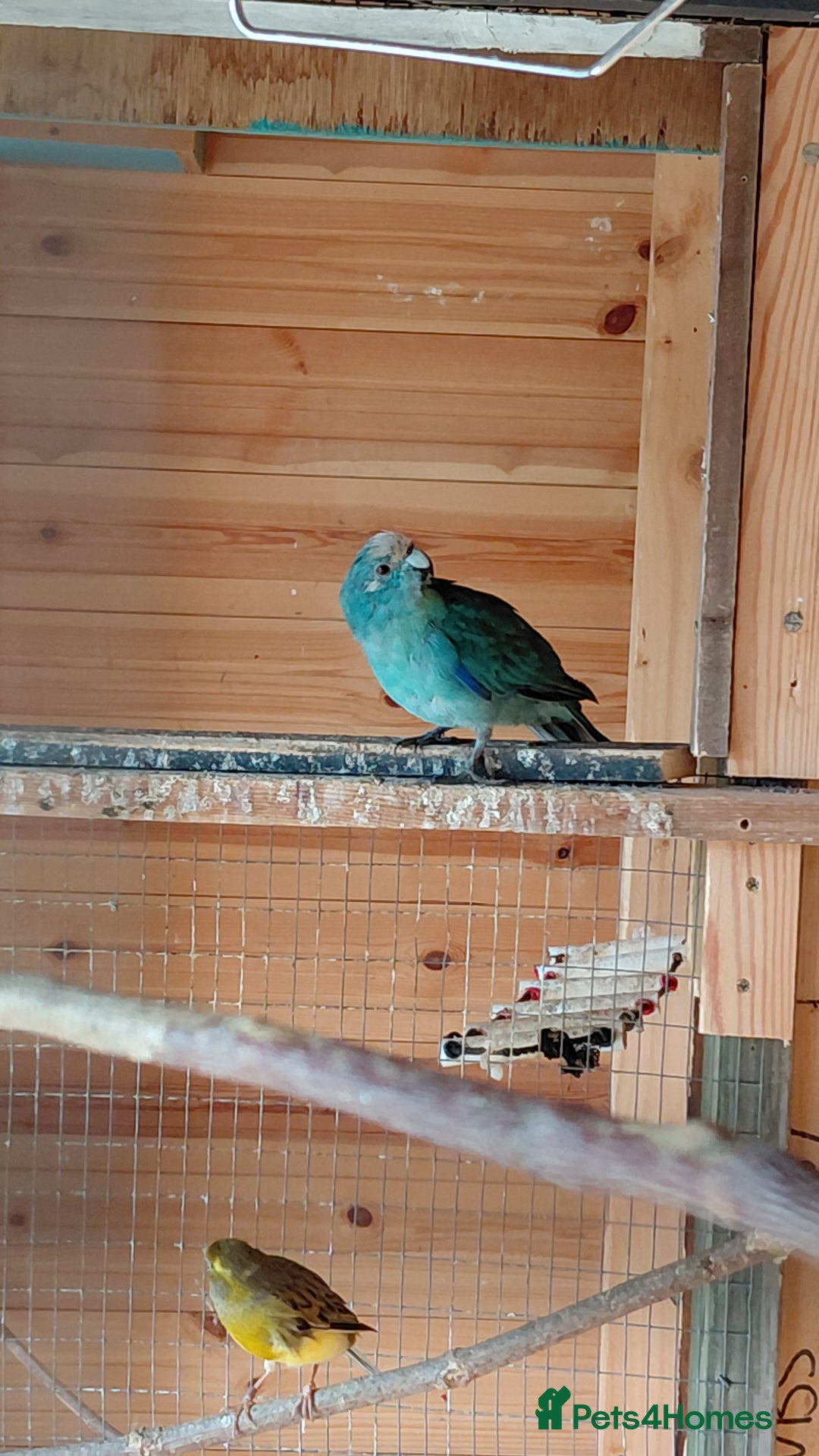 Parrots birds for sale: Beautiful bonded pair.ready.10 mnths old.nr watton - Image 4