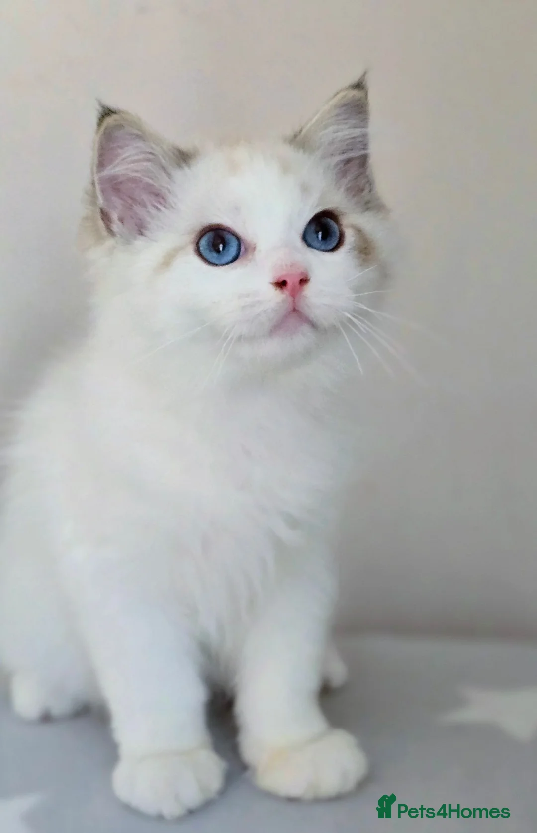 Ragdoll cats for sale: Beautiful Pedigree Ragdoll Kittens 💘Ready Now 💘 in Southsea - Advert 2