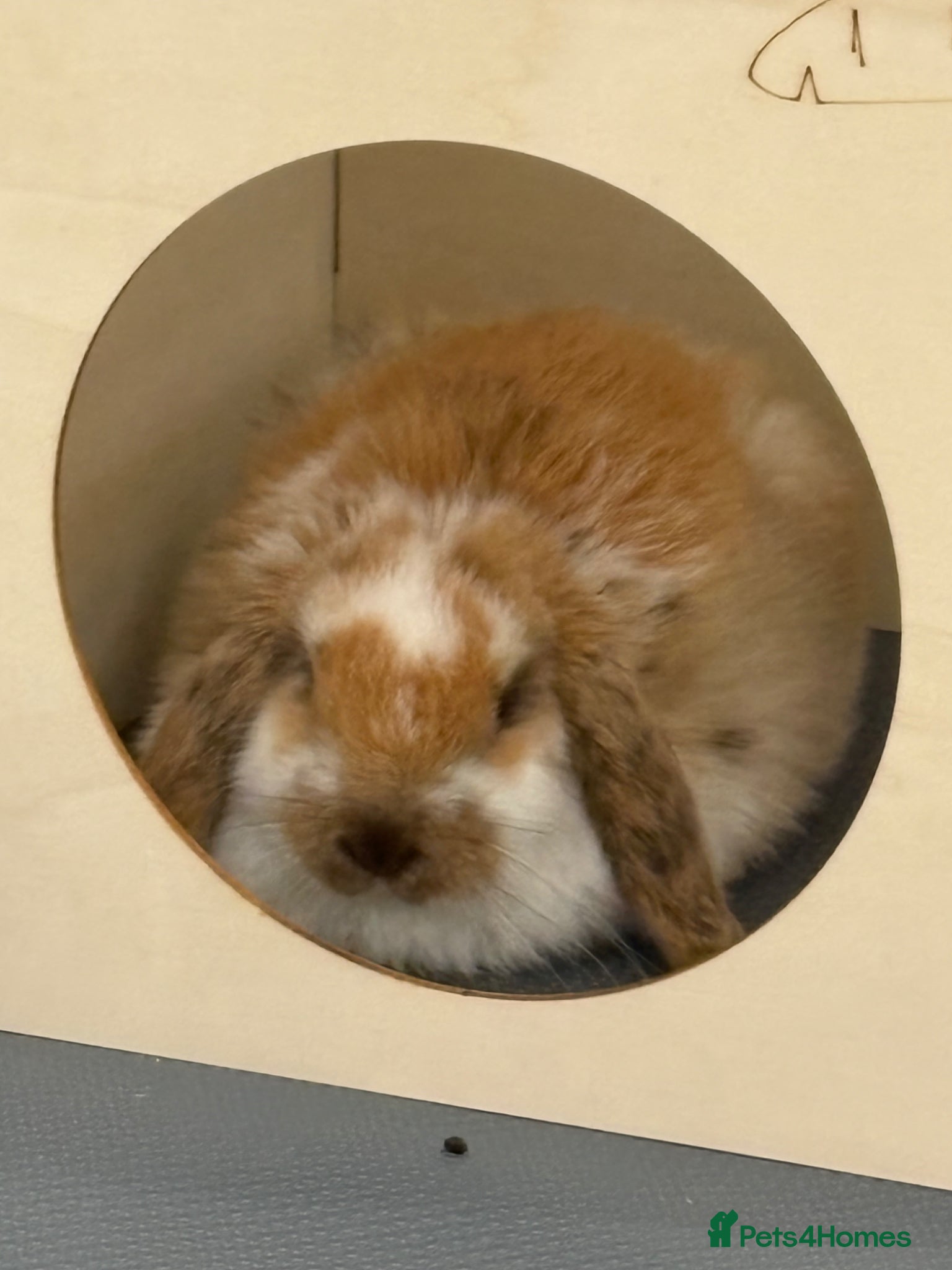 Mini Lop rabbits baby mini lop for sale  - Advert 7