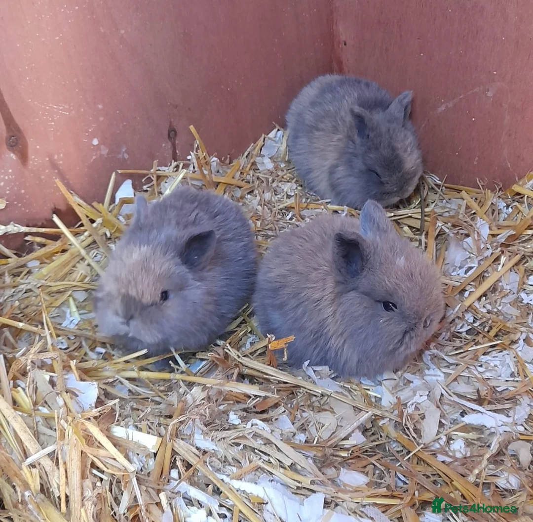 Mini Lop rabbits for sale: Beautiful mini lop bunnies - Advert 8