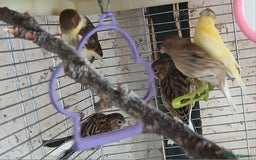 Canaries birds for sale: Canaries x5 Canaries  - Image 7