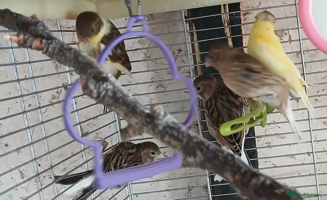 Canaries birds for sale: Canaries x5 Canaries  - Image 7