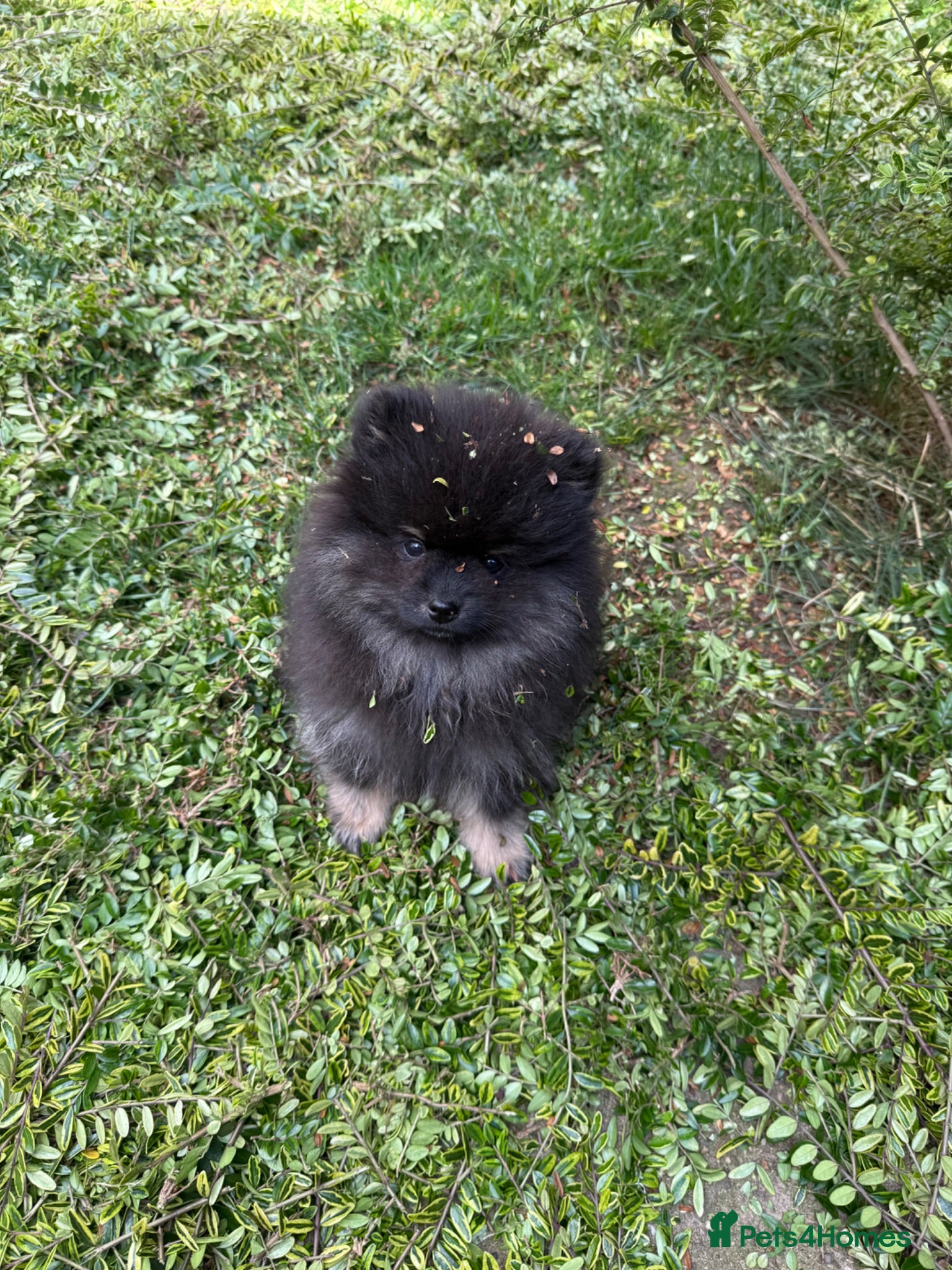 Pomeranian dogs Pomeranian - Advert 8