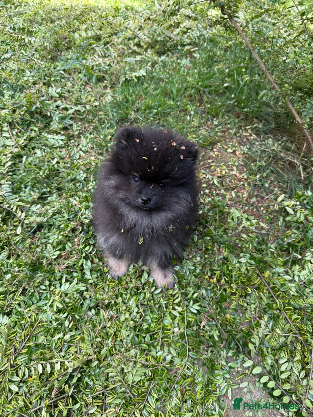 Pomeranian dogs for sale: Pomeranian - Advert 1