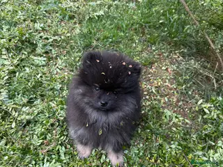 Pomeranian dogs Pomeranian - Advert 8