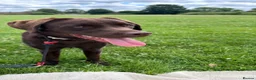 Labrador Retriever dogs for sale: Puppy Labrador for adoption in Manchester - Advert 6