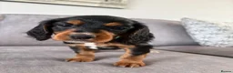 Cocker Spaniel dogs for sale: Beautiful tri coloured cocker spaniel pups   - Advert 38