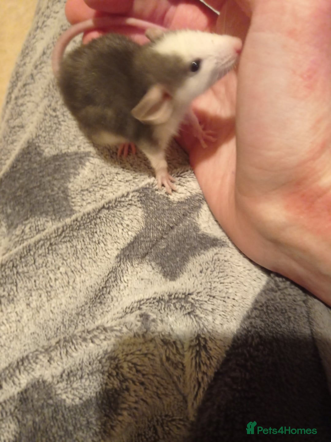 Rat rodents for sale: Lovely tame rats for sale red eyed, normal, albino - Advert 12