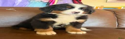 Bernese Mountain Dog dogs for sale: Kc reg Bernese puppies - Advert 9