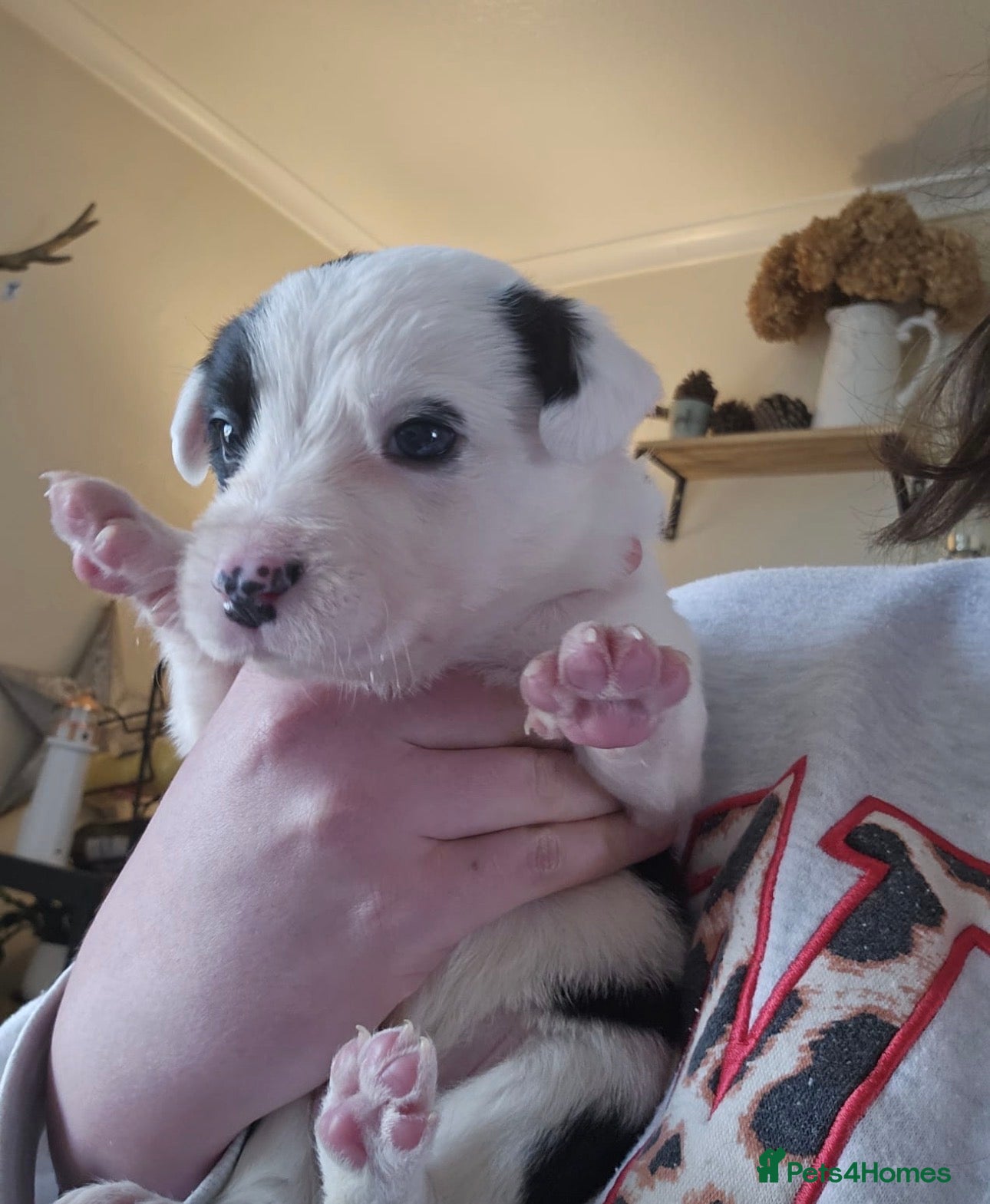 Mixed Breed dogs Two boys left  - Advert 1