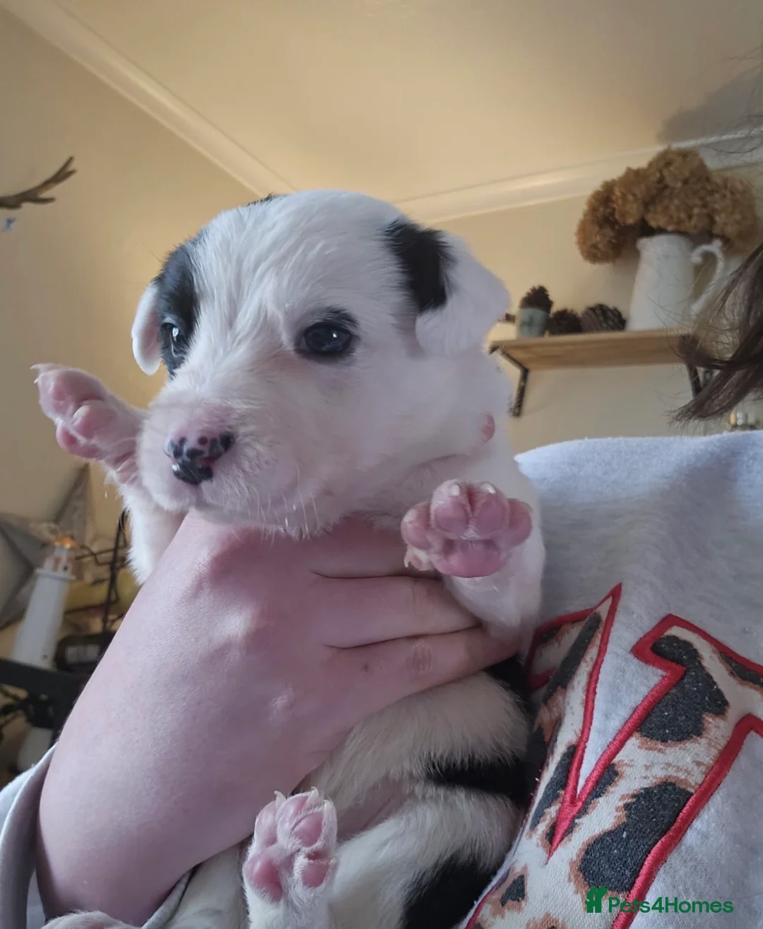 Mixed Breed dogs for sale: Two boys left  in Tiverton - Advert 1