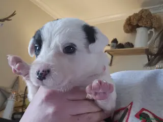 Mixed Breed dogs Two boys left - Advert 1