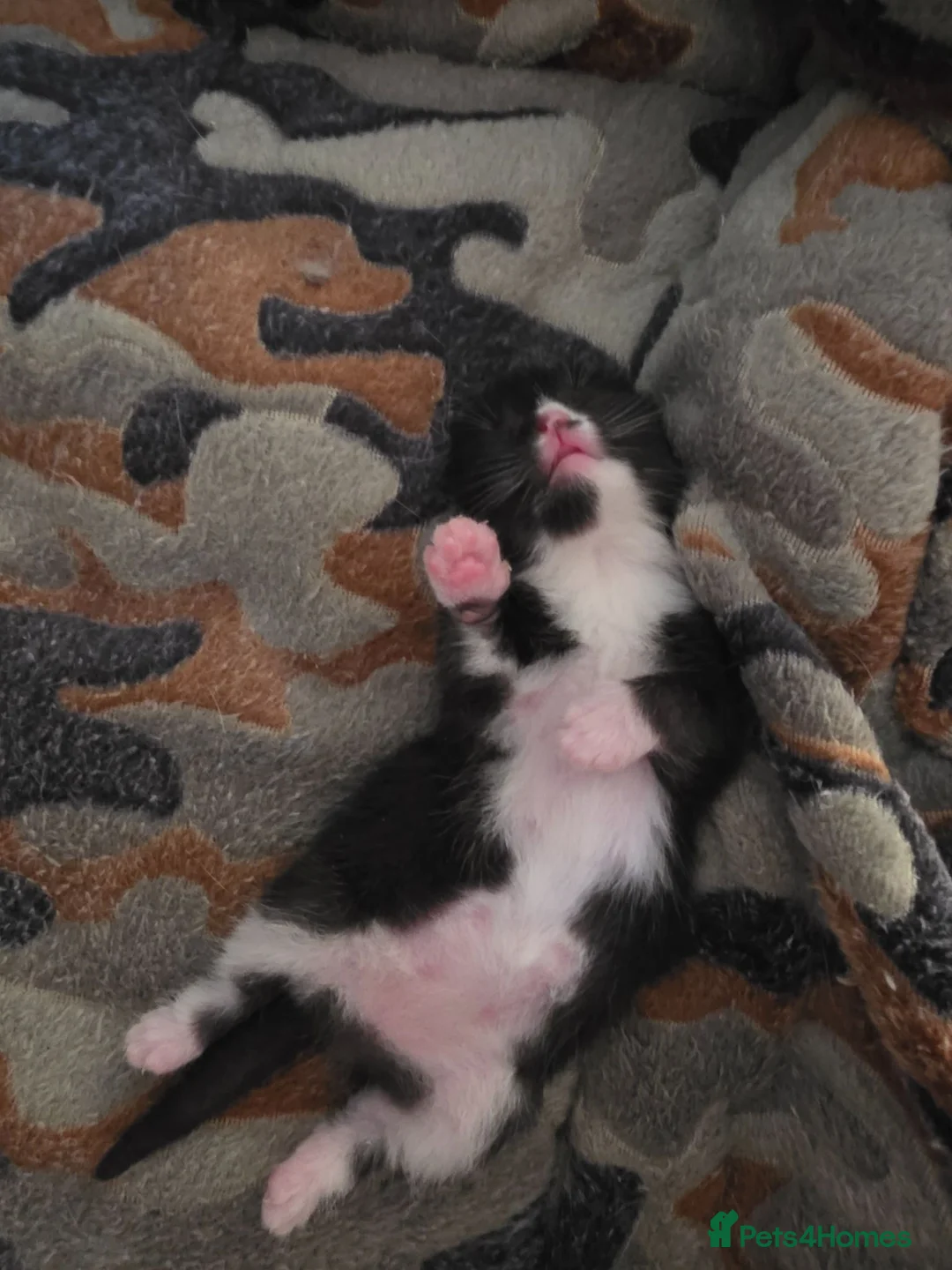 Mixed Breed cats for sale: Two beautiful black and white boy kittens - Advert 2
