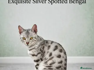 Bengal cats Bengal cat Simba - Advert 1