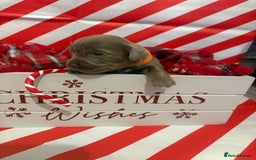 Chiweenie dogs for sale: Cheweenie - Image 14