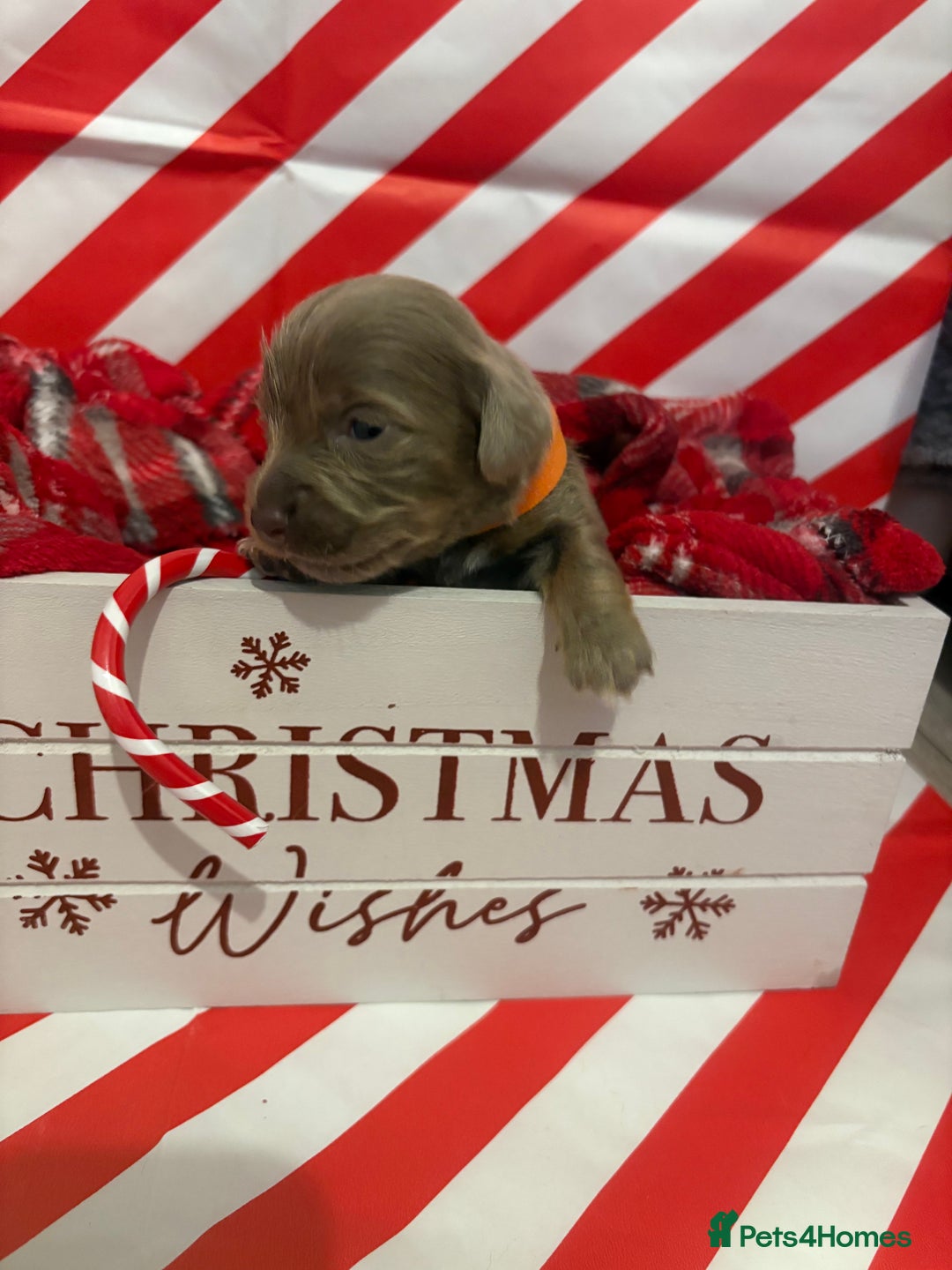 Chiweenie dogs for sale: Cheweenie - Image 14