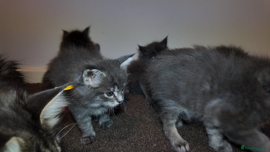 Maine Coon cats for sale: Beautiful Mainecoon Kittens Maine Coon Purebred - Advert 19