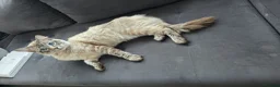 Ragdoll cats for sale: Proven Ragdoll Stud for sale - Advert 7