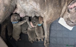 French Bulldog dogs for sale: Stunning French bulldog puppies 🐕 - Image 38