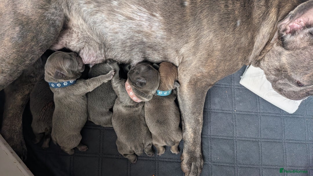 French Bulldog dogs for sale: Stunning French bulldog puppies 🐕 - Image 38