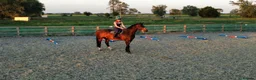 Irish Sports horses for sale: All rounder/eventer/show jumper  in Thetford - Advert 3