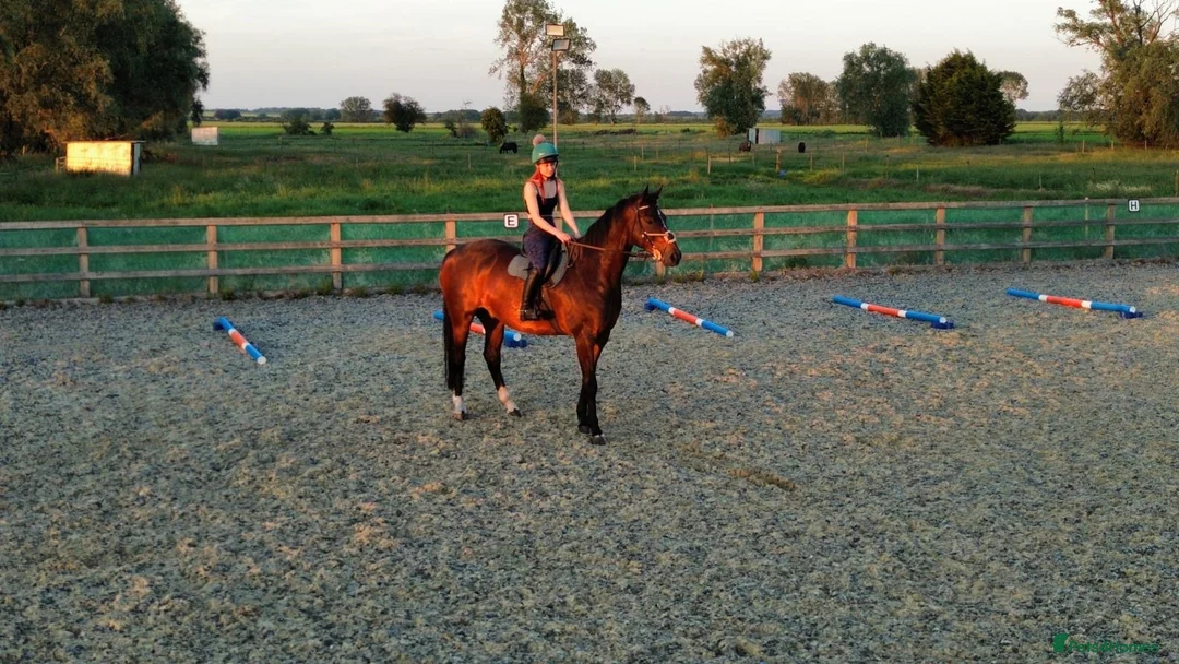 Irish Sports horses for sale: All rounder/eventer/show jumper  in Thetford - Advert 3