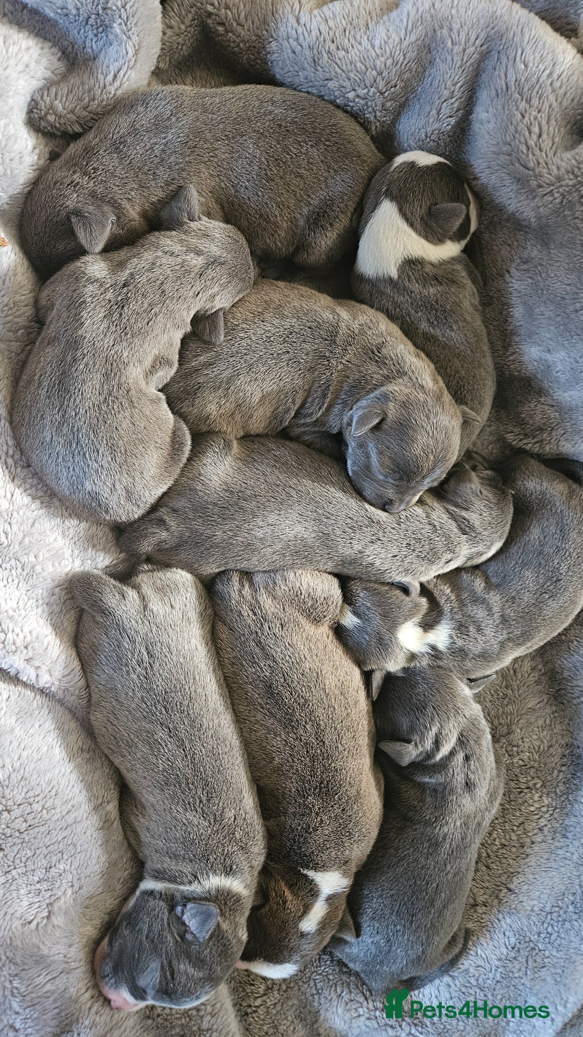 Staffordshire Bull Terrier dogs Blue staffy pups. Blue bronsen bloodline - Advert 9