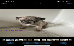 Pug dogs for sale: Pug Puppies  - Image 4