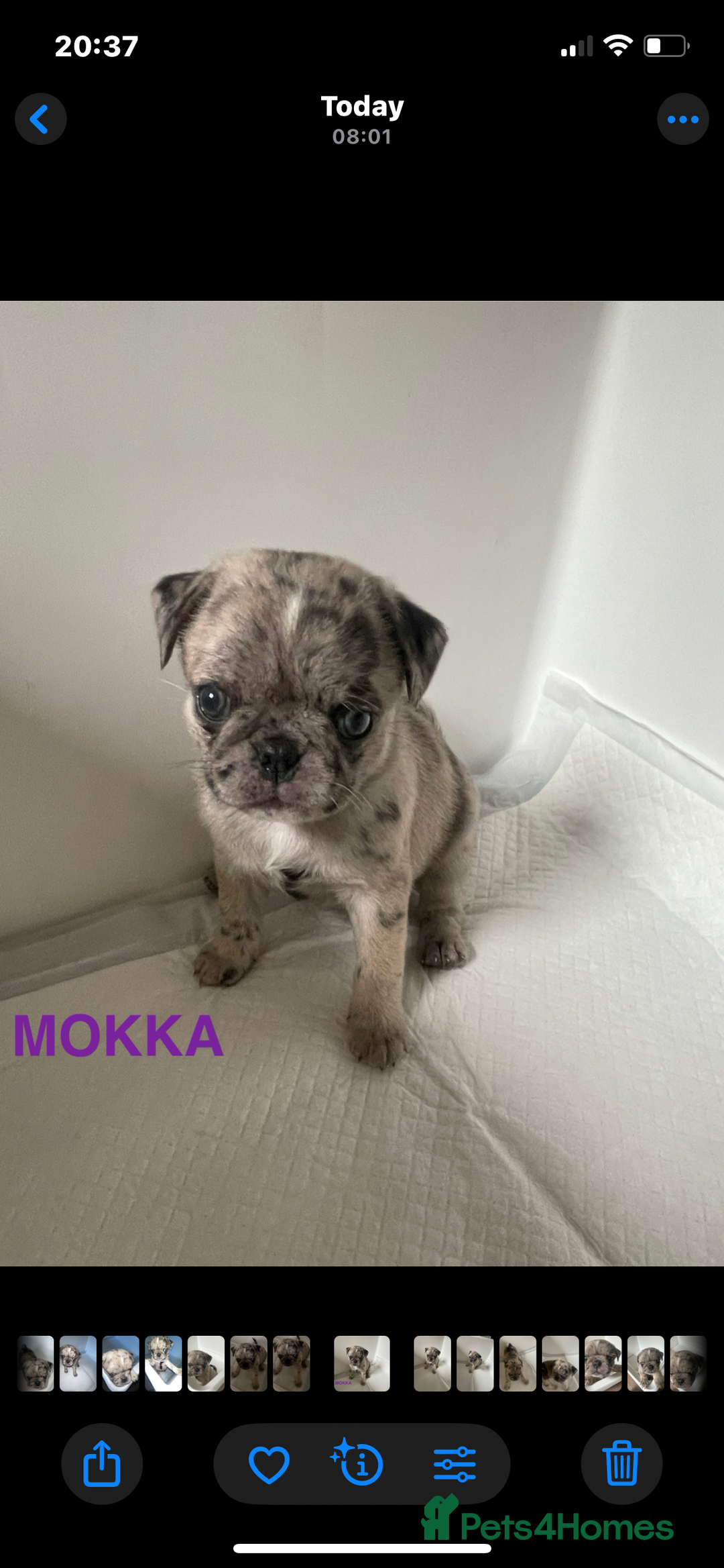 Pug dogs for sale: Pug Puppies  - Image 4