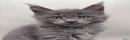 Maine Coon cats for sale: Adorable TICA  registered active Mainecoons  - Advert 2