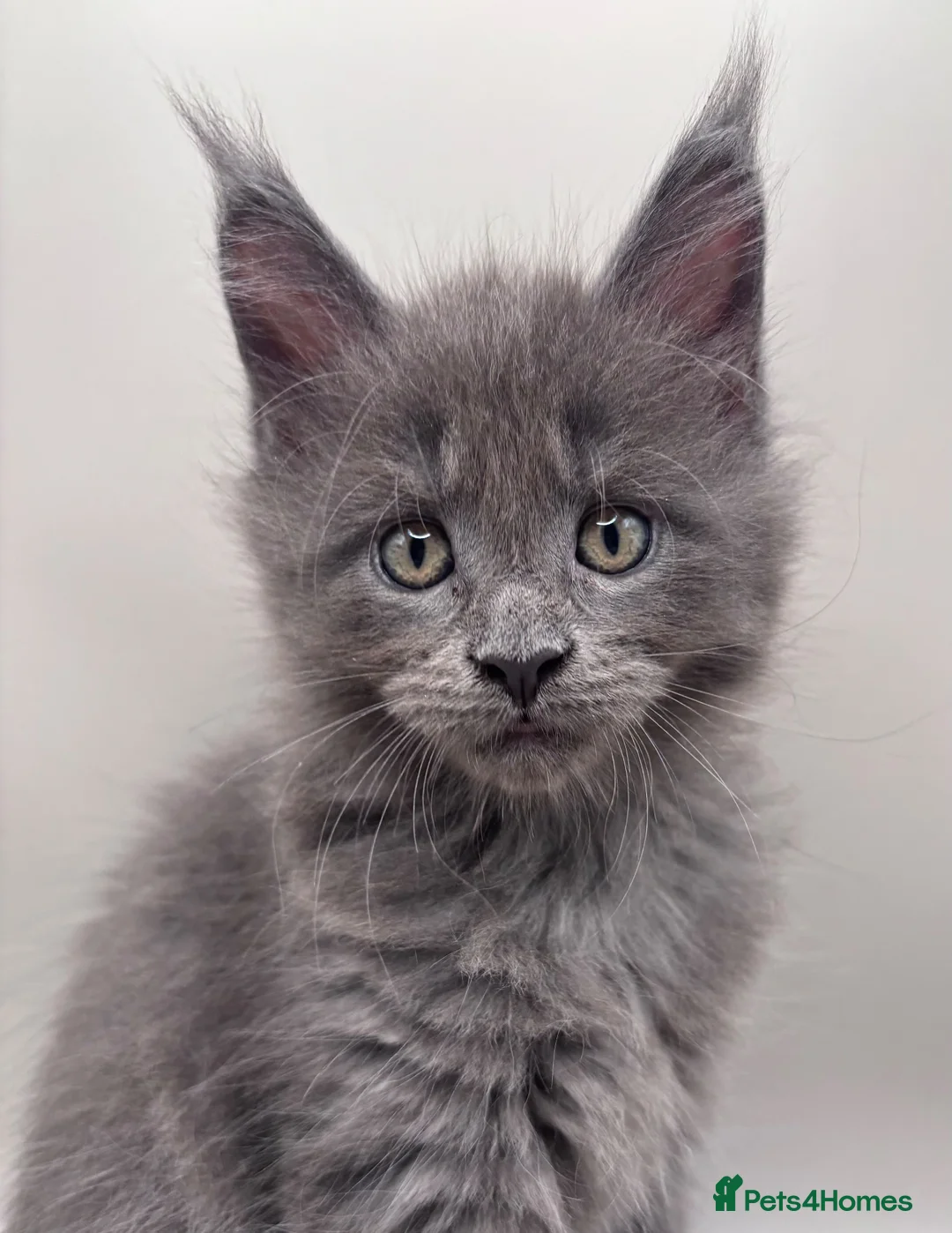 Maine Coon cats for sale: Adorable TICA  registered active Mainecoons  - Advert 2