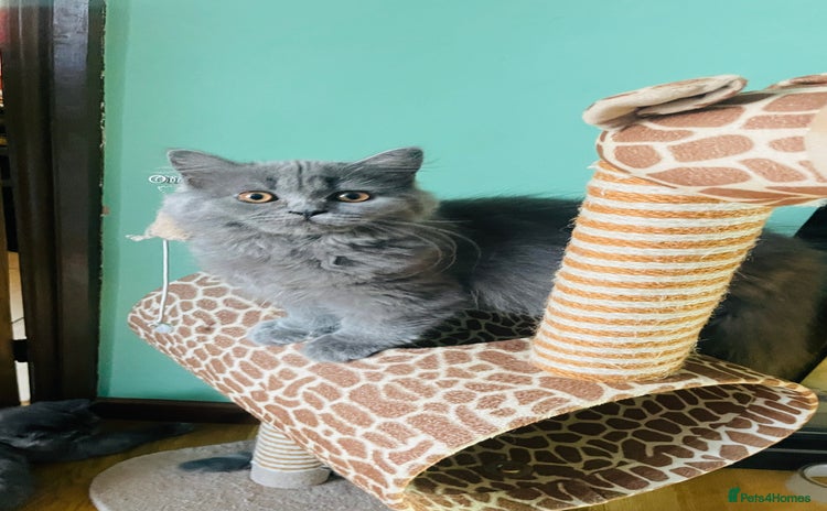 Scottish Fold cats in Derby - Advert 2
