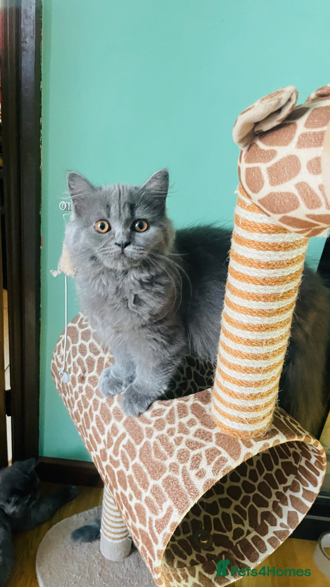 Scottish Fold cats for sale: Beautiful boy and girl looking for forever home ❤️ in Derby - Image 2