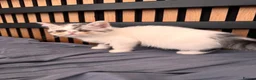 Exotic cats for sale: Exotic Persians  - Advert 26
