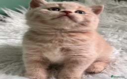British Shorthair cats for sale: **GCCF CHAMPION PARENTS - Last Kitten!!** - Image 1