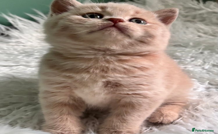 British Shorthair cats - Advert 4