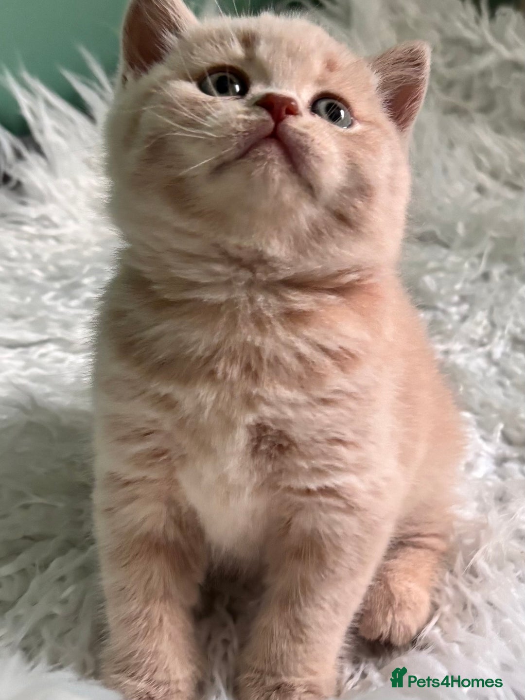 British Shorthair cats for sale: **GCCF CHAMPION PARENTS - Last Kitten!!** - Image 1