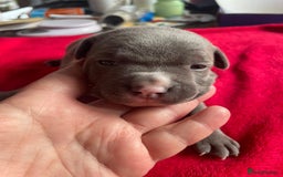 Staffordshire Bull Terrier dogs for sale: Mariusz  - Image 23