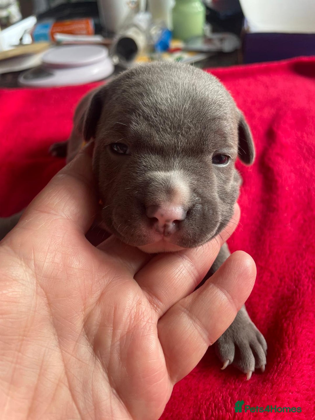 Staffordshire Bull Terrier dogs for sale: Mariusz  - Image 23
