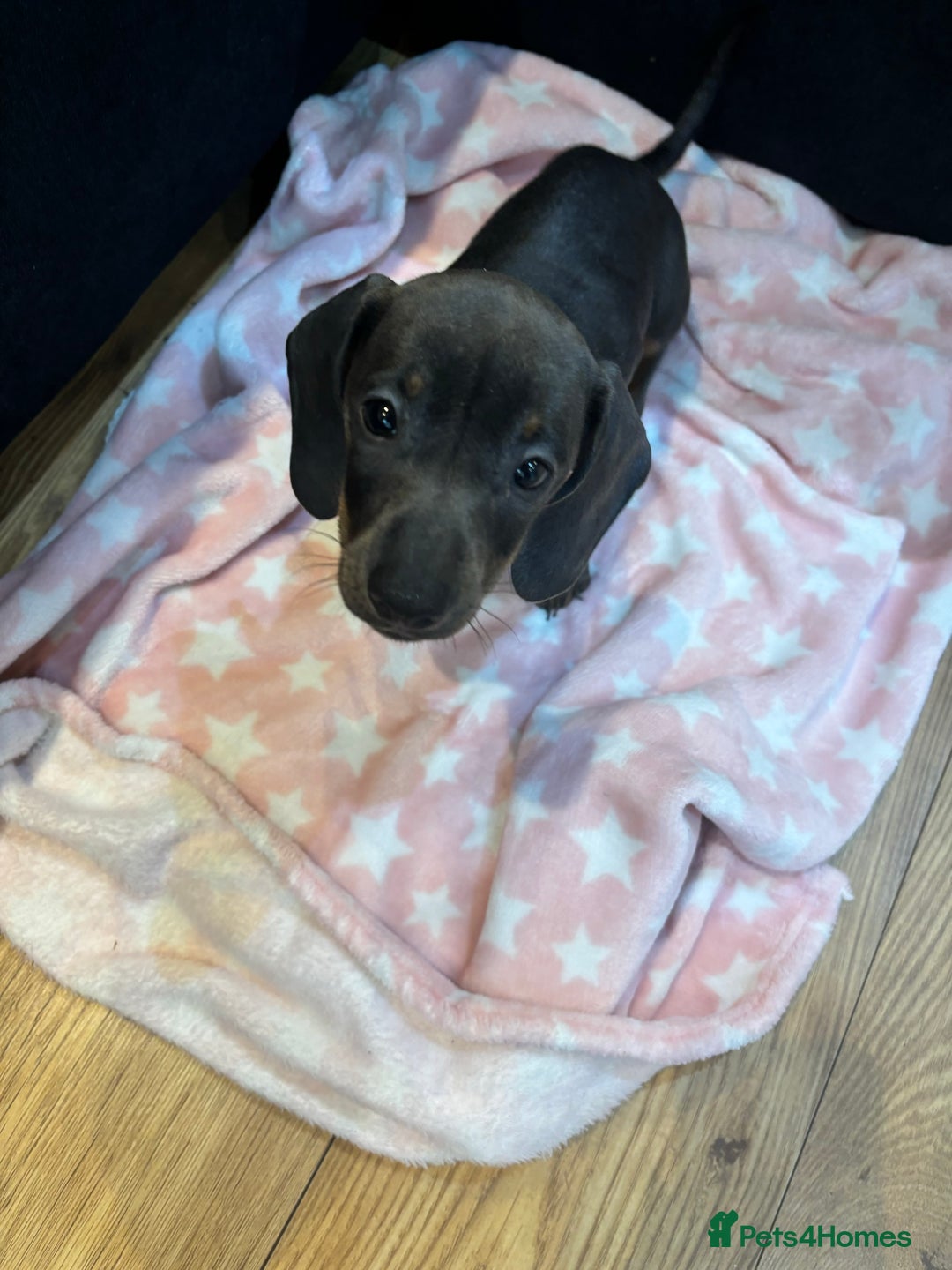 Miniature Dachshund dogs for sale: Miniature daschund please read caption  - Image 1