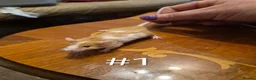 Mouse rodents for sale: 4 Cute Female Baby Fancy Mice - Advert 2