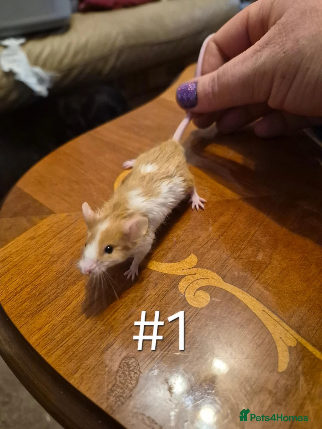 Mouse rodents for sale: 4 Cute Female Baby Fancy Mice - Advert 2